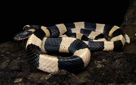 蛇 顏色|辨認蛇類 — HongKongSnakeID.com